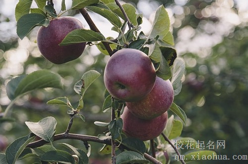 梦见有人摘我的苹果