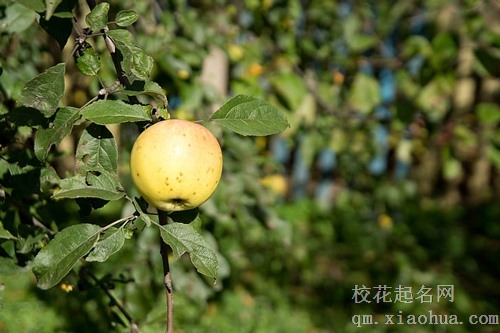 梦见门前栽苹果树