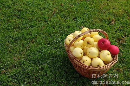 梦见黄苹果生病落地