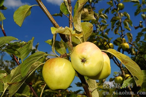 梦见挖了几个小苹果树