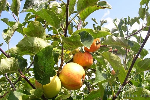 梦见树上就两个苹果