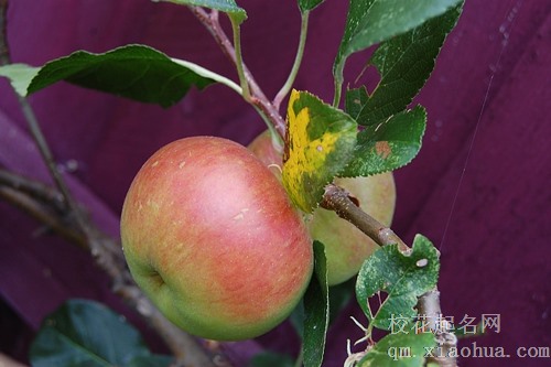 梦见用火烧苹果