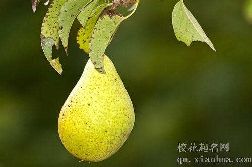 梦见水上漂着梨