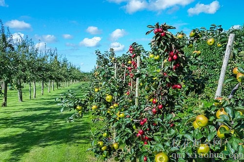 梦见苹果树上长葡萄