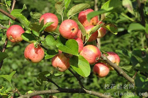 梦见苹果变成孩子