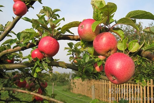 梦见满园苹果和橙子