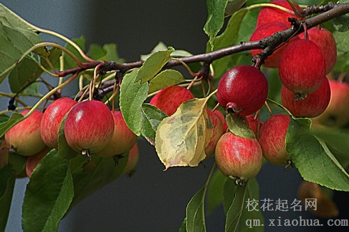 梦见卖红苹果