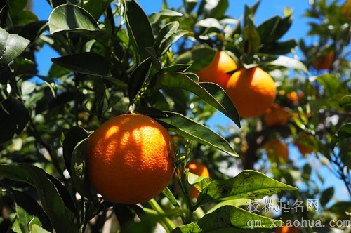 梦见自己捡坏的橘子