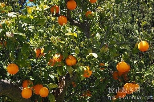 梦见吃烤熟的橘子