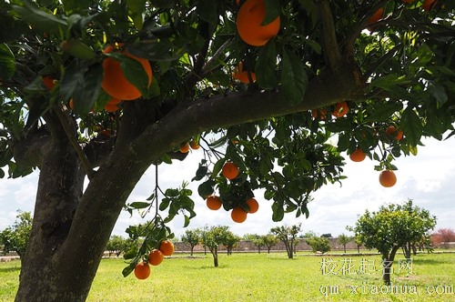 梦见我摘的几个橘子