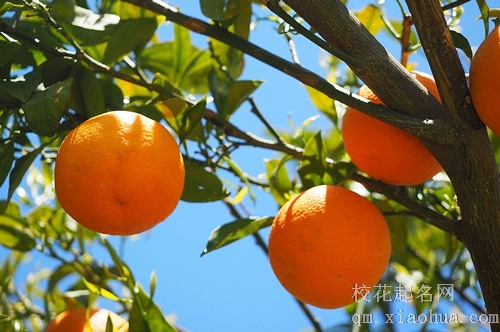 梦见好多橘子我在装橘子