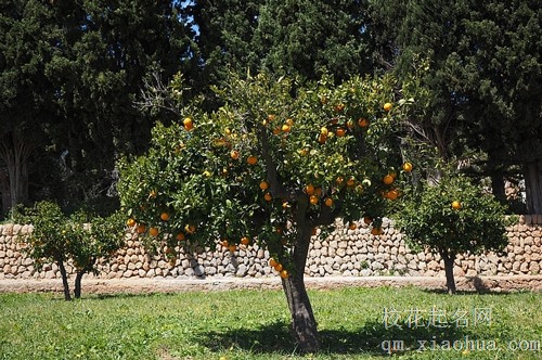 梦见橘子树头折了