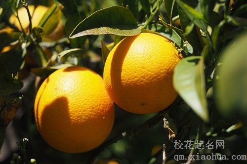 梦见摘橘子送给他人