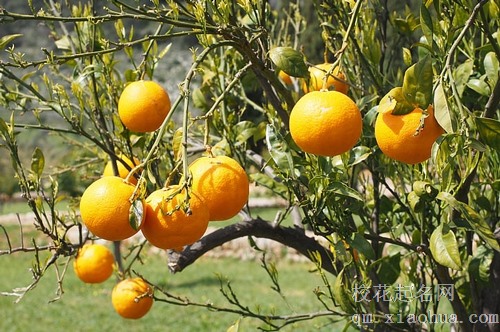 梦见给死去的亲人送橘子