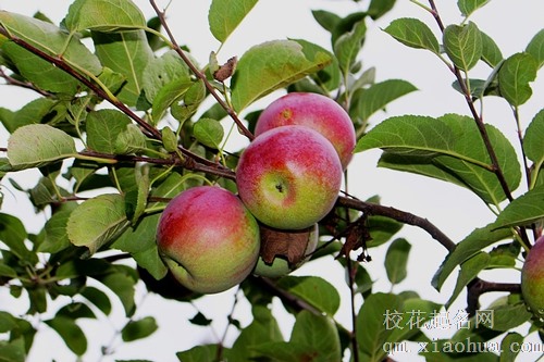 梦见苹果被马桶冲走