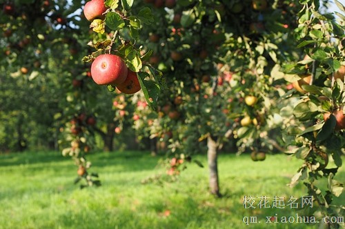梦见坟墓上长苹果