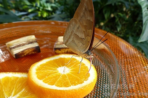 梦见去摘别人家橘子