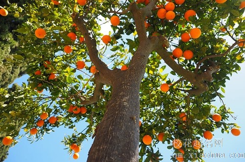 梦见摘橘子手被扎