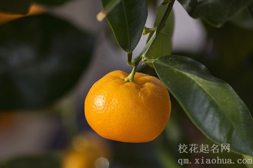 梦见吃杏吃橘子