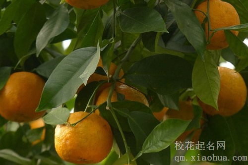 梦见有人送橘子给我