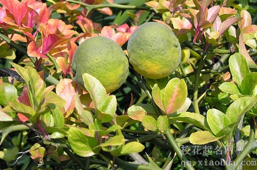 梦见有人送来很多橘子