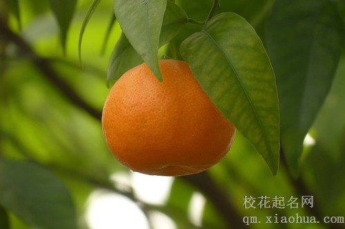 梦见好多橘子蔫了