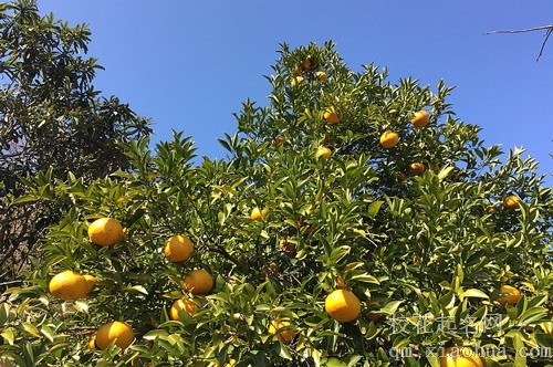 梦见路边给老公橘子