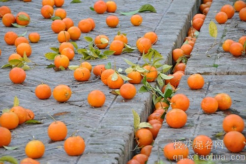 梦见吃大红橘子很甜