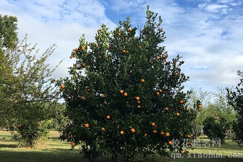 梦见别人送橘子给我吃