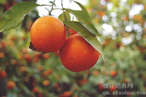 梦见吃青皮橘子