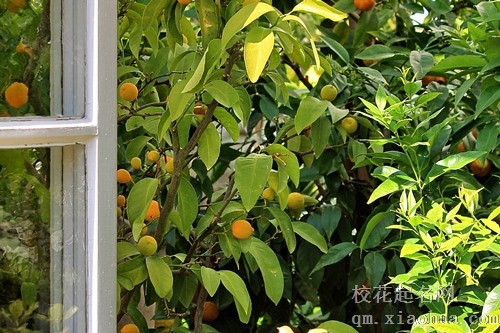 梦见很多柚子还有橘子