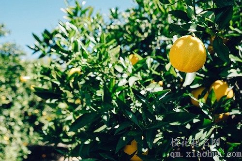 梦见一棵大树结满了橘子