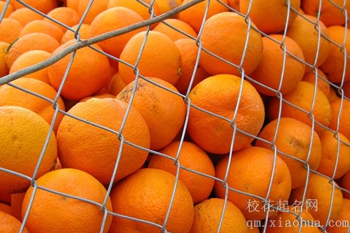 梦见捡一路橘子