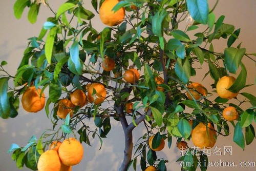 梦见别人摘好多橘子