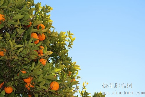 梦见跟儿子一起吃橘子