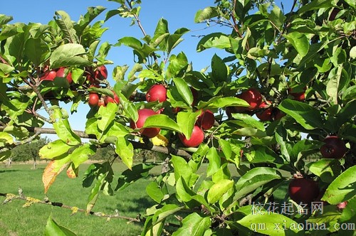 梦见自己摘大苹果