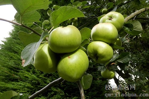 梦见苹果园卖苹果