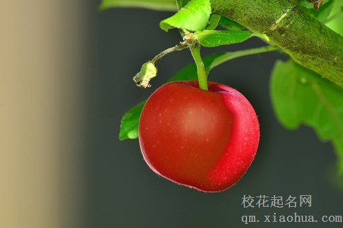 梦见苹果树结满苹果自己没摘