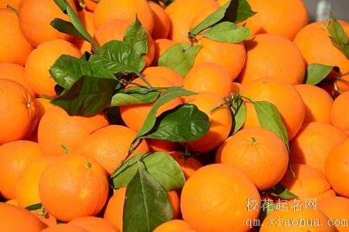 梦见砍自己种的橘子树