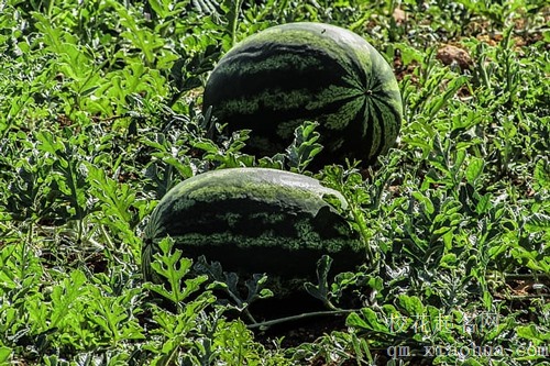 梦见买西瓜买了好多钱是什么意思