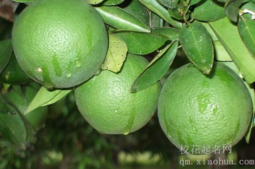 梦见别人给橘子我