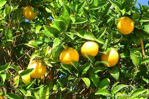 梦见树上有桔子去摘橘子