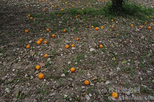 梦见好多橘子掉落
