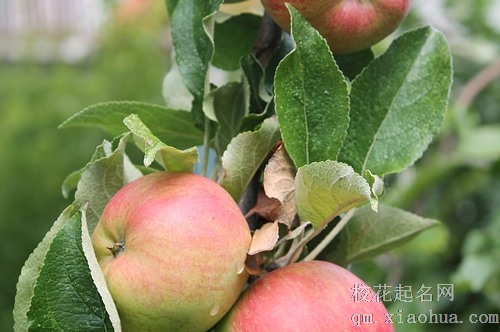 梦见有美女让你吃苹果