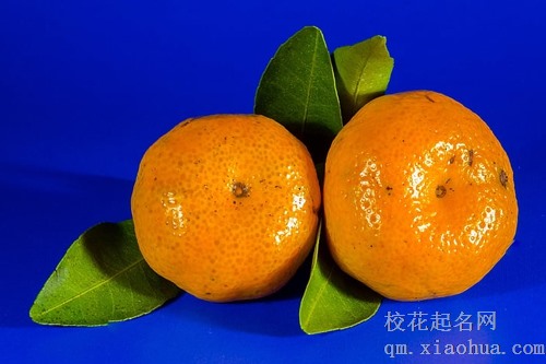 梦见树上长了青橘子