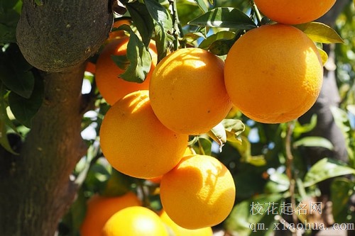 梦见一个被剥皮的橘子