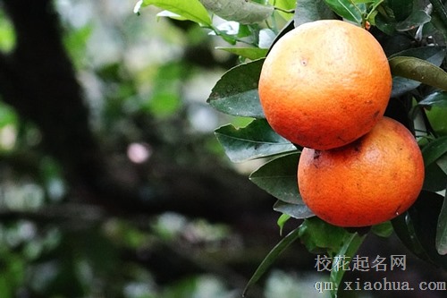 梦见树上摘橘子