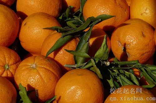 梦见和人一起摘橘子