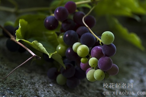 梦见摘红提葡萄