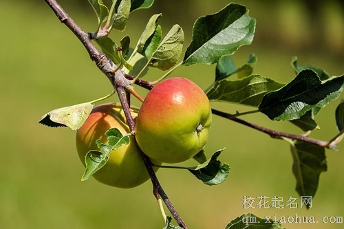 梦见捡苹果拿回家